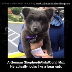 A German Shepherd/Akita/Corgi Mix. He actually looks like a bear cub.