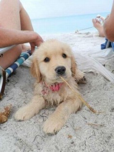 a golden at the beach!