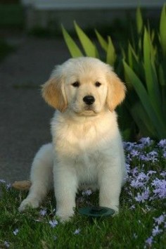 A Golden Retriever puppy , Golden.
