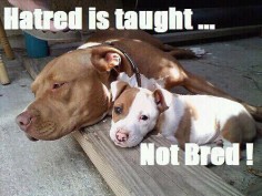 A good lesson for all of us. #dogs From Bitches and Studs Pit Bull Terrier