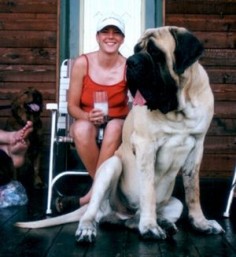 A gorgeous mastiff from a breeder in Wisconsin. This is where our next mastiff will come from!
