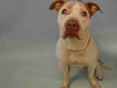 ++A Great Boy - Blind since 3 months - JINX – A1078595 MALE, WHITE / BROWN, AM PIT BULL TER MIX, 5 yrs OWNER SUR – EVALUATE, NO HOLD Reason PETS CONFL Intake condition UNSPECIFIE Intake Date 06/23/2016, From NY 10457, DueOut Date 06/23/2016,