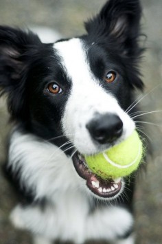 A happy border collie with her tennis ball. Bright Eyes by ~Kaesk