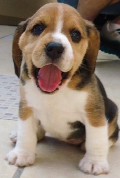 A happy little Beagle puppy. #puppied
