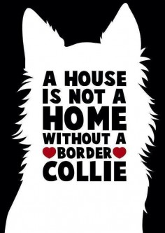 A HOUSE IS NOT A HOME WITHOUT A BORDER COLLIE!!!