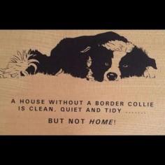 A house without a #BorderCollie is clean, quiet and tidy, BUT NOT A HOME! ...oh so true :)
