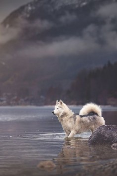 A husky in a picturesque landscape.
