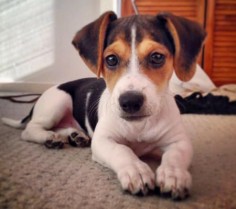 A Jackabee (half Jack Russell, half Beagle). So cute!