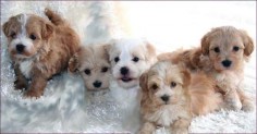 a maltipoo is a cross of what dogs | Maltipoo Puppies for Sale Maltese Toy Poodle Mixed Breed