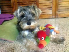A Miniature Schnauzer generally plays nicely with other dogs - he is not among those terriers who cannot play nicely with others.