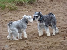 A Miniature Schnauzer typically plays nicely with other dogs - he is not among these terriers who can not play nicely with other individuals.