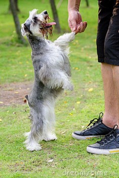 A Miniature Schnauzer typically plays properly with other dogs - he is not certainly one of those terriers who can not play nicely with others.