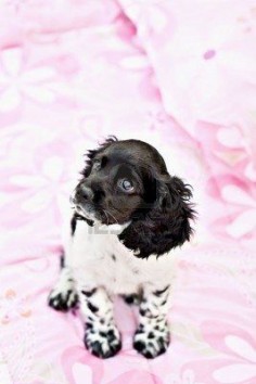 A nine week old parti colored purebred Cocker Spaniel puppy sitting on top of a little girls bed. Stock Photo