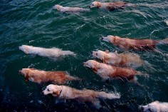 A pack of golden retrievers swimming