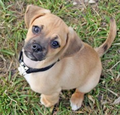 A puggle might just be the cutest dog in the world.