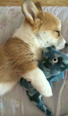 A puppy corgi who loves his stuffed dino. So cute!