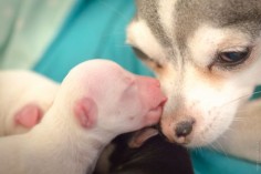 A puppy kissing its mom!!! Look at his little tongue!