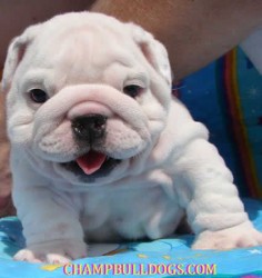 A smiling marshmallow :) English bulldog puppy