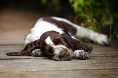 A springer spaniel might dream about flushing out an imaginary bird while he sleeps. (Photo: Adya/Shutterstock)
