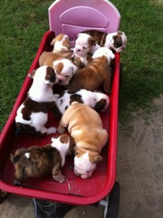 A wagon FULL of Bully babies!
