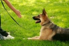 A well trained German Shepherd makes its owner come to it!