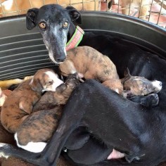 Abbey can't wait for day care to start! // Galgos del Sol, Spanish Greyhound + Podenco Rescue