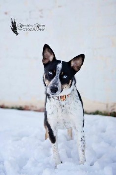 Abby is an adoptable Australian Cattle Dog (Blue Heeler) searching for a forever family near Valparaiso, IN. Use Petfinder to find adoptable pets in your area.