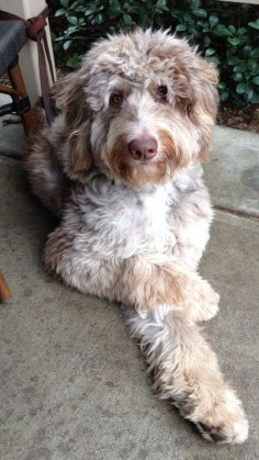 About Aussiedoodles – omg!!! Cutest dog ever!!! Reminds me of a mix of my Fiona and my dog King. The perfect combo!!