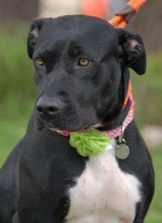 ABOUT SIERRA Hi, I'm Sierra, a sweet friendly young gal (about 2yrs old). I'm new to the shelter and still adjusting but so far I have lots of good traits. I'm not reactive to other dogs and love attention. I enjoy going on the shelter group walks and love the toys they put in my kennel. I came from another shelter where they said I would do best as a single dog. I think being 'single' would be great! I could then get all the attention from you! Come check me out and see what a spunky, fun 