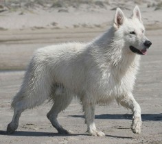 About the Dog Breed: Berger Blanc Suisse