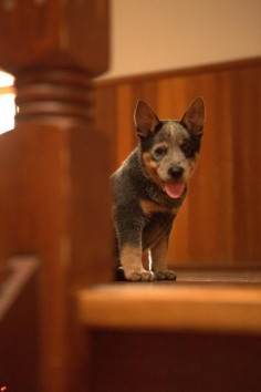 ACD pup
