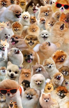 actionjacksonlovesbbq: and here is the pomeranian collage in all of its glory. related, jack recently told me, “you’re a crazy person. a cute crazy person. but a crazy person.” Can you find me? Your where’s-waldo pal, TommyPom