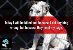 Adopt A Shelter Dog or Cat! This is horrible. Please help prevent this.
