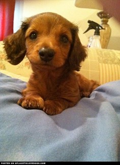 Adorable baby Dachshund puppy cutie pie Max doxie
