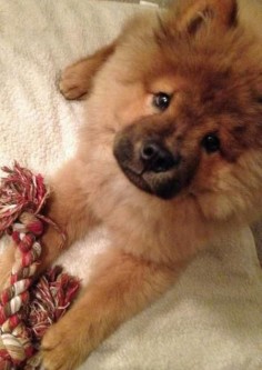 adorable chow chow