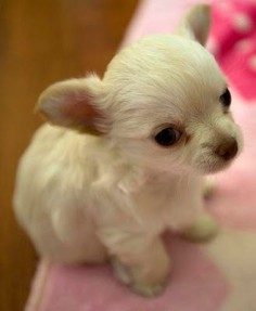 Adorable cream colored long haired chihuahua puppy.