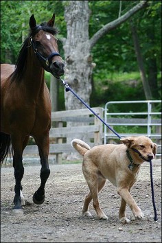 adorable dog, bringing the horse in to the stable ~~~