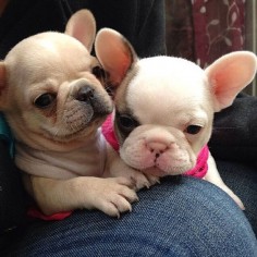 Adorable French Bulldog Sisters