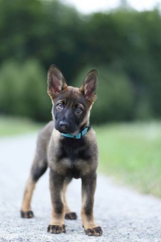 Adorable German Shepherd Pup! Repin & Like. Thank you . Listen to Noel songs. Noelito Flow.