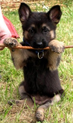 Adorable German Shepherd Puppy