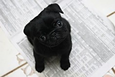 Adorable itty bitty black pug puppy