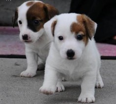 Adorable Jack Russell puppies.