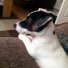 Adorable Little Jack Russell Terrier Puppy ...