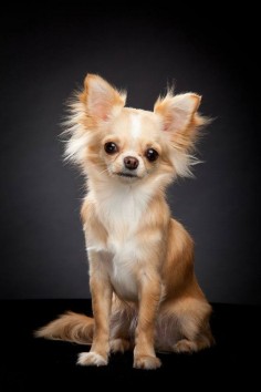 Adorable long hair Chihuahua puppy