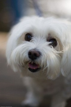 Adorable Maltese Dog:)