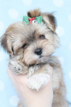 Adorable Morkie Puppy at TeaCups Puppies and Boutique