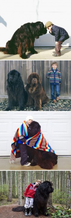 Adorable pictures of Julian and his Newfoundland Dogs