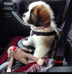 Adorable St. Bernard puppy Bosco all buckled up and ready to go for a car ride!