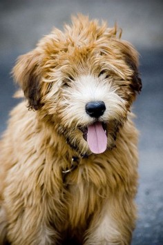 Adorable sweet wheaten puppy! They look just like Teddy Bears