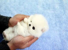 Adorable teacup pomeranian im in love!! OMG I NEED HIM/HER NOW!!!!!!!!!